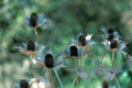 Thistles in fall